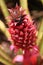 Digital Photography Background Of A Red Hawaii Dole Plantation Pineapple