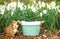 Digital Photography Background Of Spring Flower Garden And Bucket Prop
