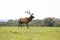 Digital Photography Background Of Wild Bull Elk In Field