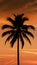 Digital Silhouette of palm tree against orange sunset sky, tropical scene