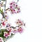 Digital Sketch and water colour painting of Japanese cherry Blossom Sakura tree spring season or hanabi season in japan