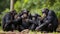 Digital Society: Chimpanzee Commune with Smartphones