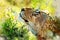 Digital splash watercolor painting of lioness close