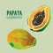 Digital vector detailed color papaya hand drawn