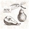 Digital vector detailed pear hand drawn