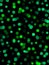 Digital vivid green polka dots on black