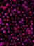 Digital vivid pink polka dots on black