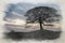 Digital watercolor painting of a lone tree on Grindon Moor, Staffordshire