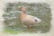 A digital watercolour painting of a brown duck standing in a puddle in the rain