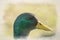 Digital watercolour painting of a Drake Mallard dabbling duck, Anas platyrhynchos closeup and in profile
