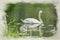 Digital watercolour painting of a Mute Swan, Cygnus olor with baby cygnets on a pond