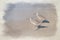 A digital watercolour painting of two Common Sandpipers wading in the sea