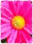 Digital watercolour of a pink daisy pollen flower