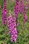 Digitale `Digitalis purpurea`, is a plant of shady undergrowth