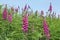 Digitale `Digitalis purpurea`, is a plant of shady undergrowth