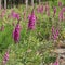 Digitale `Digitalis purpurea`, is a plant of shady undergrowth