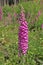 Digitale `Digitalis purpurea`, is a plant of shady undergrowth