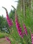 Digitale `Digitalis purpurea`, is a plant of shady undergrowth