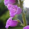 digitalis blossom pink flowers drops macro bokeh background