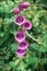 Digitalis foxglove flower