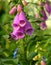 Digitalis in Garden