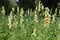 Digitalis grandiflora with pale yellow flowers