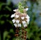 Digitalis lanata, Woolly foxglove, Grecian foxglove