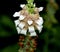 Digitalis lanata, Woolly foxglove, Grecian foxglove