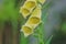 Digitalis lutea, the straw foxglove or small yellow foxglove, is a species of flowering plant.