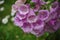 Digitalis purpurea, bell-shaped flowers