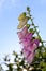 Digitalis purpurea blooming flower, Common purple foxglove