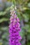 Digitalis purpurea common foxglove flowers in bloom, beautiful purple flowering woodland plants, tall stem