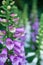 Digitalis purpurea flower