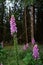 Digitalis purpurea flower, foxglove,common foxglove, purple foxglove,lady's glove. Dark unsharp trees and forest in