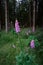 Digitalis purpurea flower, foxglove,common foxglove, purple foxglove,lady's glove. Dark unsharp trees and forest in