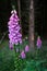 Digitalis purpurea flower, foxglove,common foxglove, purple foxglove,lady's glove. Dark unsharp trees and forest in