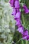 Digitalis purpurea flowers close up