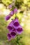 Digitalis purpurea, foxglove, common foxglove, purple foxglove, ladys glove in bloom