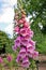 Digitalis purpurea & x28;foxglove, common foxglove, purple foxglove o