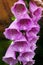 Digitalis purpurea. Foxglove. etail of one beautiful purple flower after rain