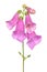Digitalis purpurea, foxglove flower isolated