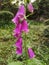 Digitalis purpurea, foxglove,  toxic flower.