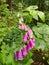 Digitalis purpurea, foxglove,  toxic flower.