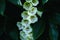 digitalis white color green nature leaf shadow macro flowers garden