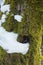 Digitally altered texture mossy barkwinter forest tree