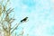 Digitally created watercolor painting of a bird common grackle perched high on a branch looking into the blue sky