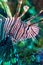 Digitally created watercolor painting of dangerous lionfish hovering over the coral reef