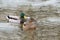 Digitally created watercolor painting of a pair of wild Mallard Ducks Anas platyrhynchos swimming in a frozen river