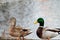 Digitally created watercolor painting of wild Mallard Ducks Anas platyrhynchos walking together with copy-space