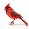 Dignified Cardinal Bird Hunting: Stunning National Geographic Style Photo